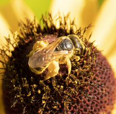 Andrena rudbeckiae