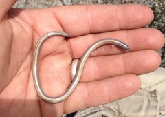 Anniella geronimensis