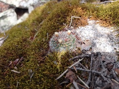 Mammillaria gilensis