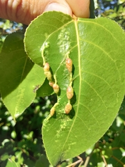 Pemphigus populivenae