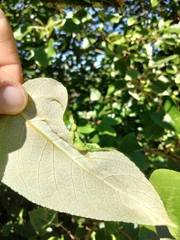 Pemphigus populivenae