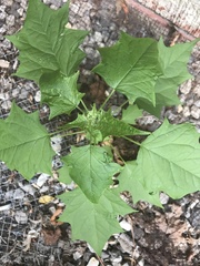 Chenopodiastrum simplex