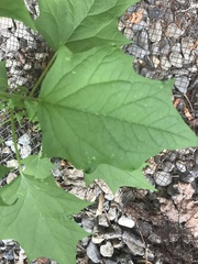 Chenopodiastrum simplex