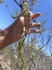 Prosopis articulata