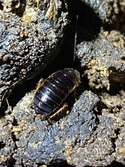 Loboptera canariensis