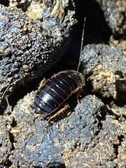 Loboptera canariensis