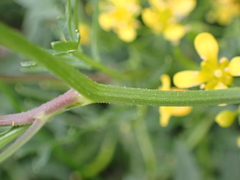 Rorippa sylvestris