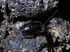 Loboptera canariensis