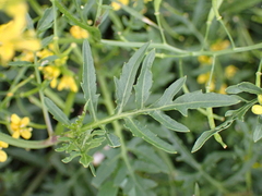 Rorippa sylvestris