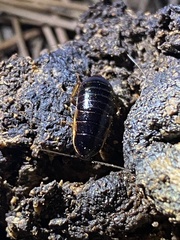 Loboptera canariensis