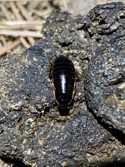 Loboptera canariensis