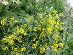 Rorippa sylvestris
