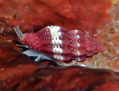 Hemilienardia malleti