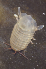 Exosphaeroma gigas