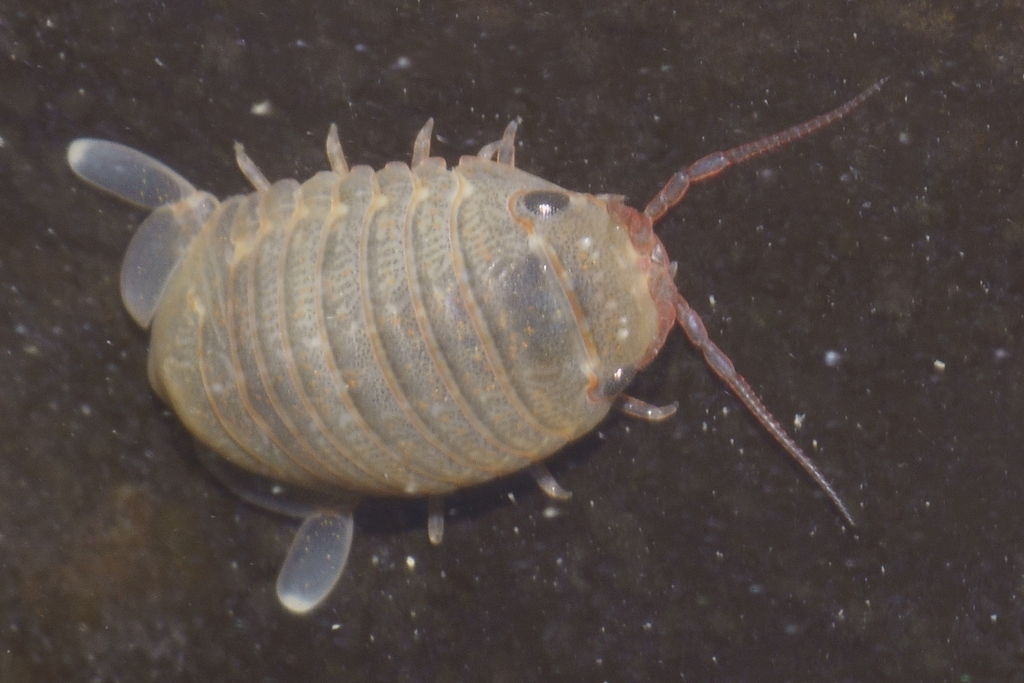Exosphaeroma gigas