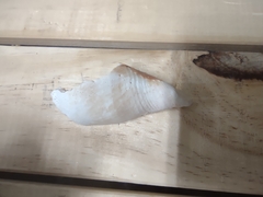 Macrostrombus costatus