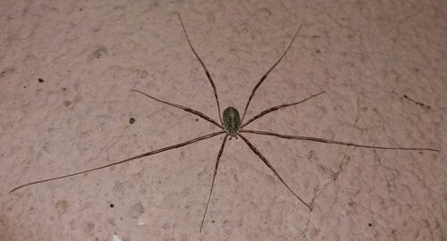 kosec domový (Opilio parietinus)