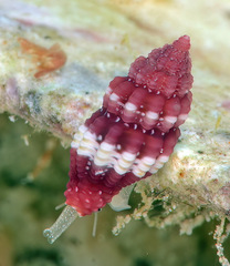 Hemilienardia malleti
