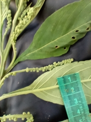 Varronia polystachya