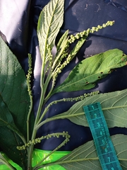 Varronia polystachya