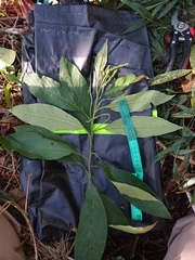 Varronia polystachya