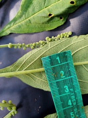 Varronia polystachya