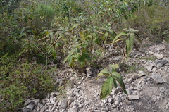 Cnicothamnus