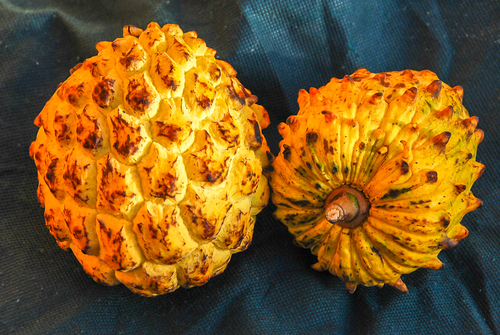 Wild sugar apple (Annona mucosa)