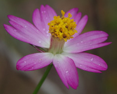 Cosmos caudatus