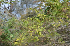 Barnadesia odorata