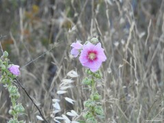 Malva lusitanica