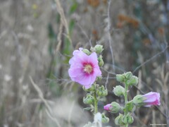 Malva lusitanica