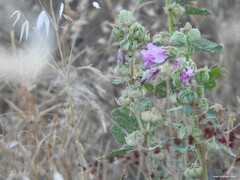 Malva lusitanica