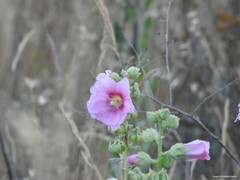 Malva lusitanica