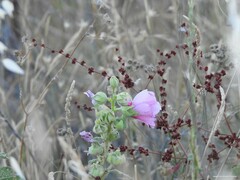 Malva lusitanica