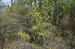 Barnadesia odorata