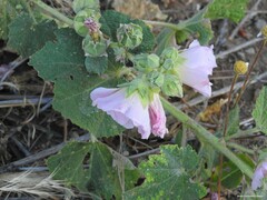 Malva lusitanica