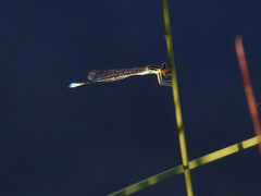 Enallagma antennatum