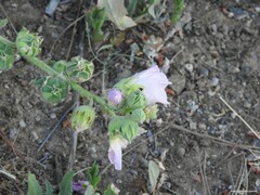 Malva lusitanica