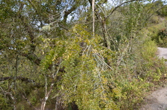 Duranta serratifolia