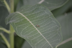 Trypherus frisoni