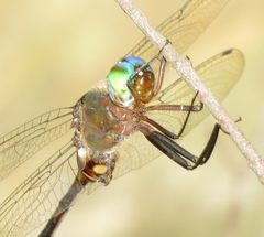 Somatochlora linearis