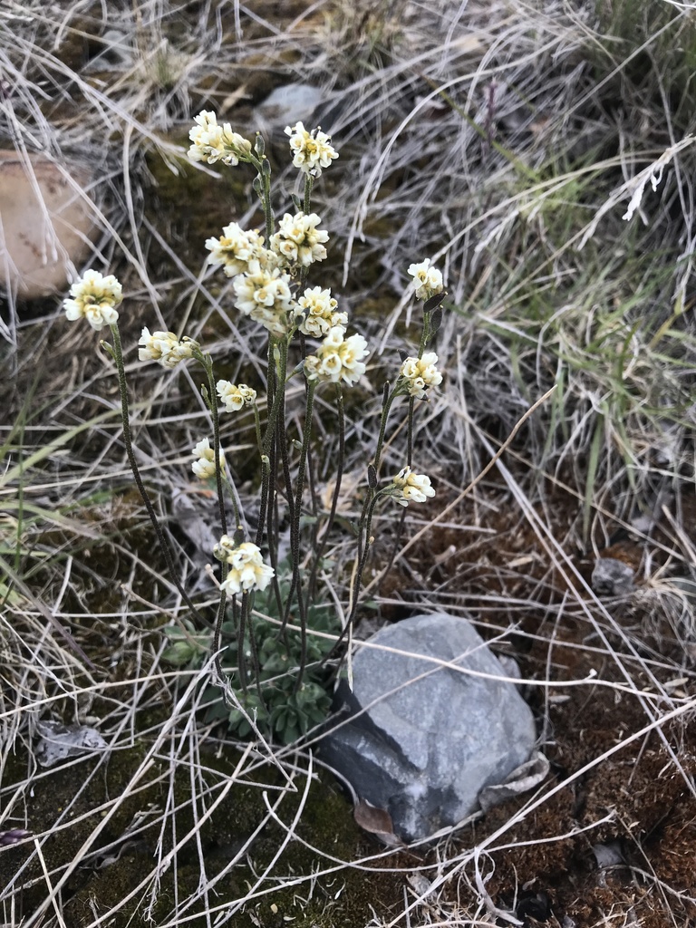 Grayleaf Whitlow-grass