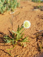 Polycalymma stuartii