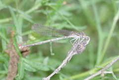 Argia sedula