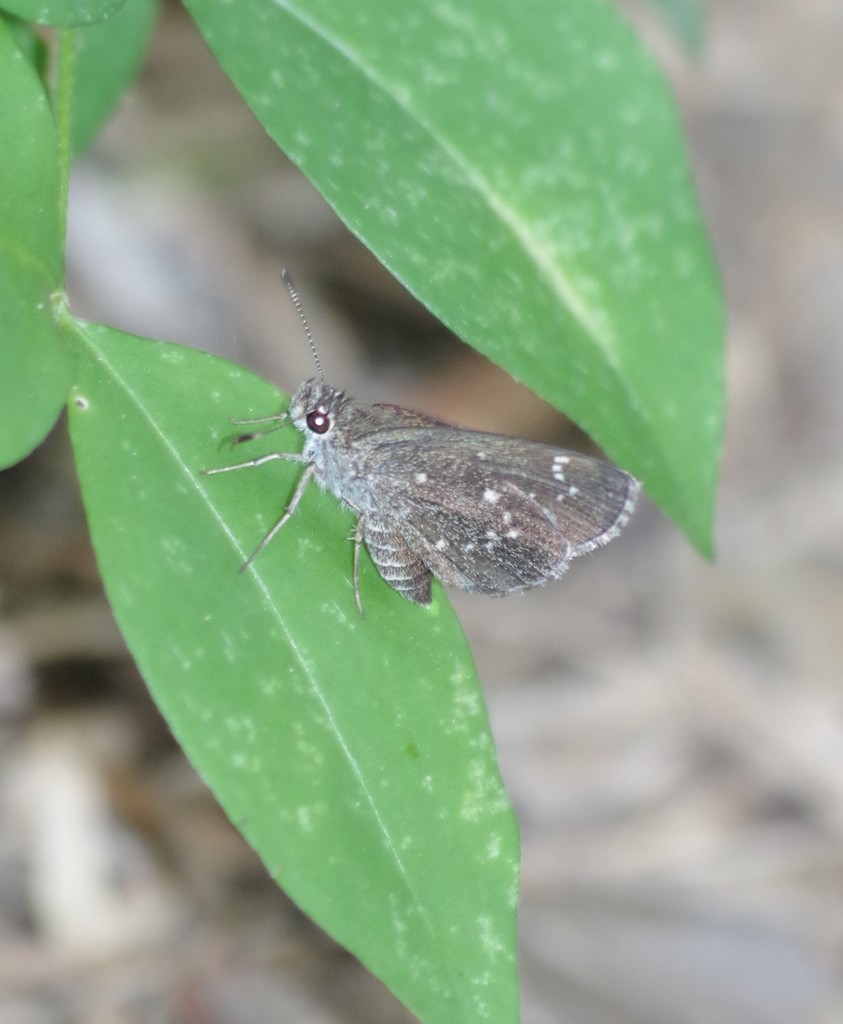 Celia's Roadside-Skipper (Butterflies and selected moths of Central ...