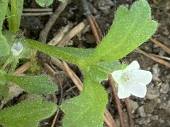 Nemophila spatulata