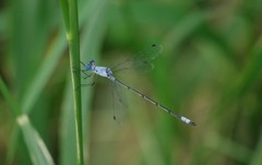 Lestes sigma