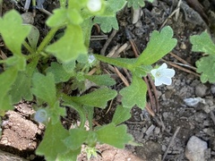 Nemophila spatulata