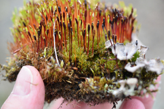 Tetraplodon mnioides